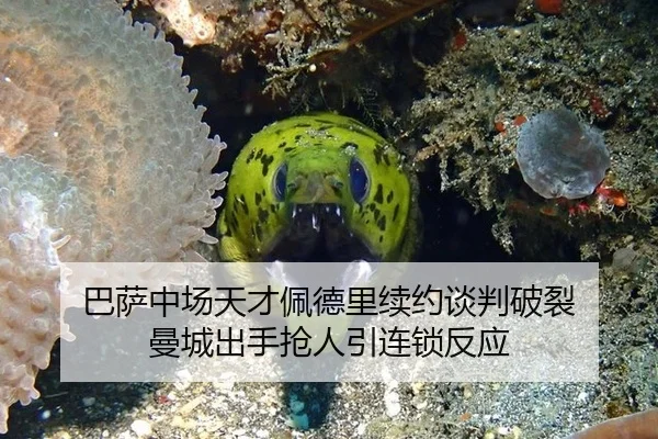 巴萨中场天才佩德里续约谈判破裂 曼城出手抢人引连锁反应